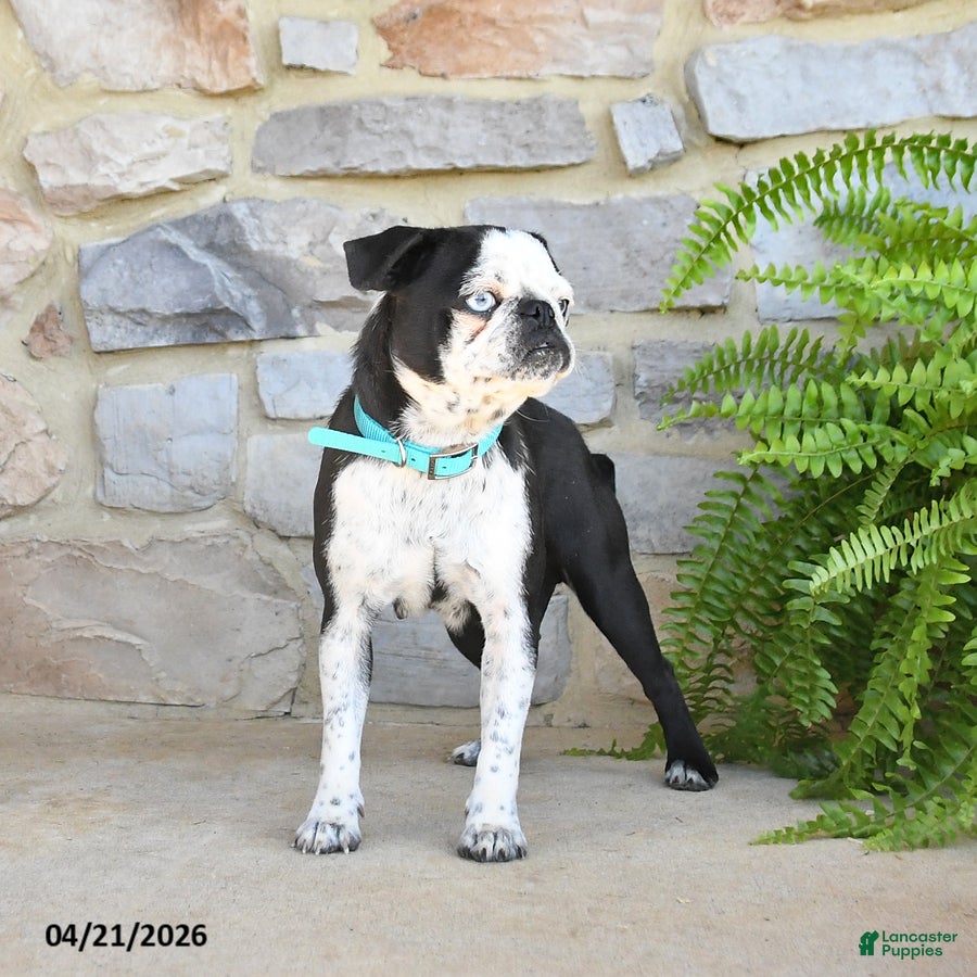 Pug dogs Penny - Ad 2