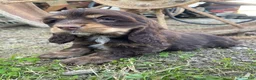 Cocker Spaniel dogs for sale: Snickers - Ad 8