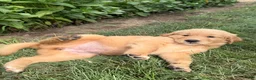 Golden Retriever dogs for sale: Callie - Ad 4