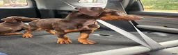 Doberman Pinscher dogs for sale: Honey - Ad 8