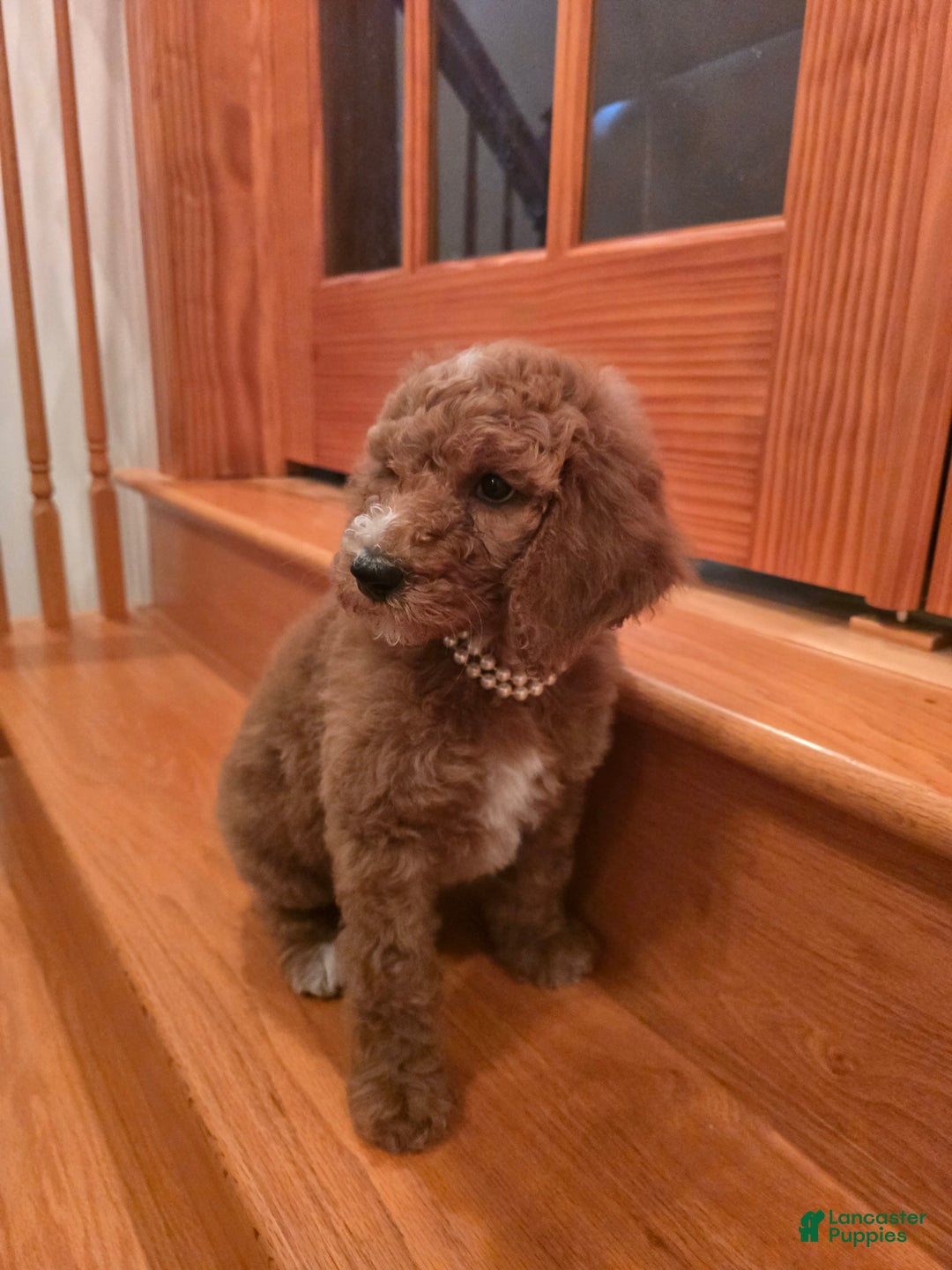 Standard Poodle dogs for sale: Lily - Ad 4