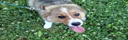 Mixed Breed dogs for sale: Toby - Ad 4