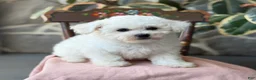 Bichon Frise dogs for sale: Jemima - Ad 13