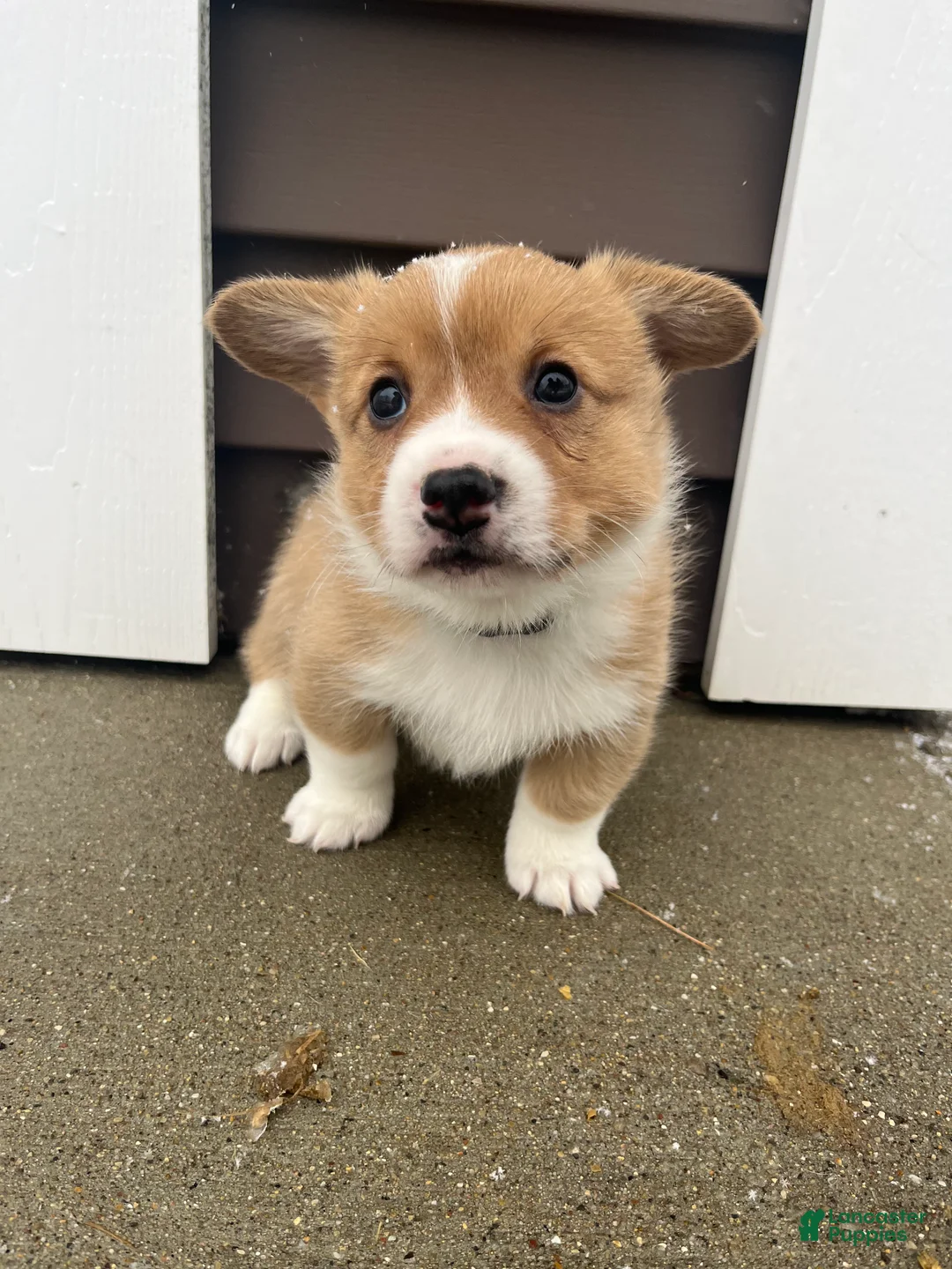Welsh Corgi Pembroke dogs for sale: Welsh Corgi Pembroke Puppy 4 - Ad 7