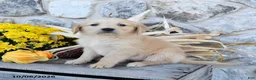 Golden Retriever dogs for sale: Dixie - Ad 4
