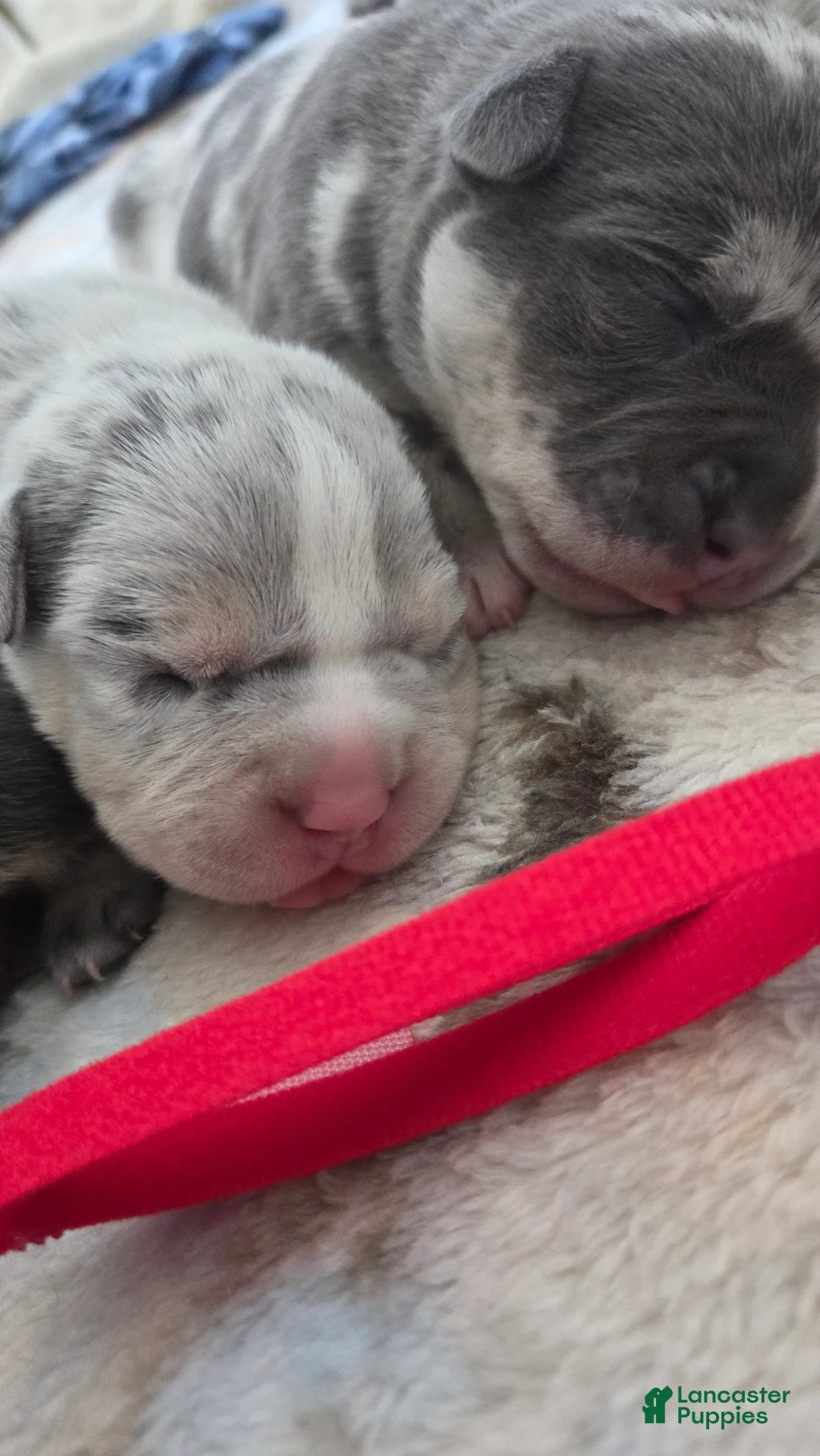 American Bulldog dogs for sale: Blue Merle Female (Red) - Ad 2