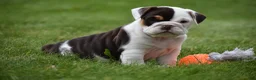 Beabull dogs for sale: Nova - Ad 11