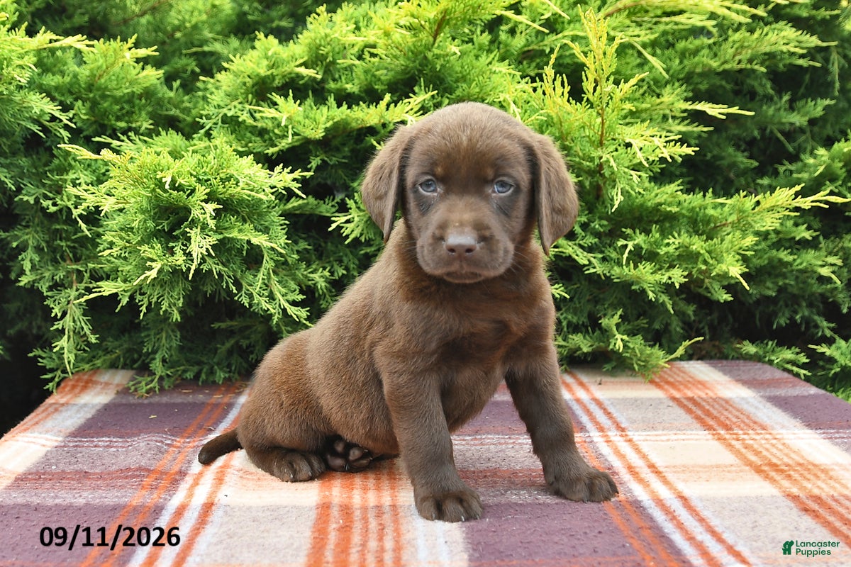 Labrador Retriever dogs Karlos - Ad 2