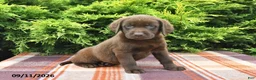 Labrador Retriever dogs for sale: Karlos - Ad 2