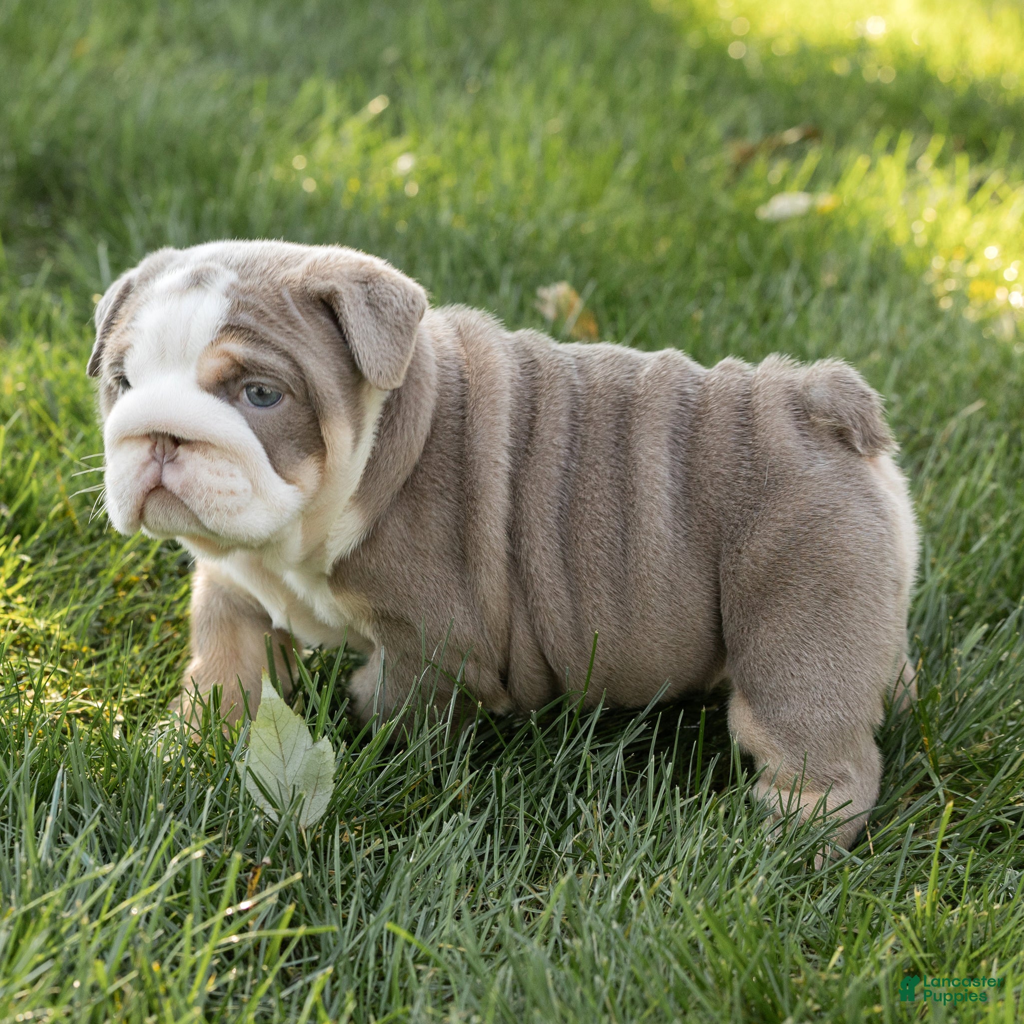 English Bulldog dogs Winnie Mae English Bulldog  - Ad 2