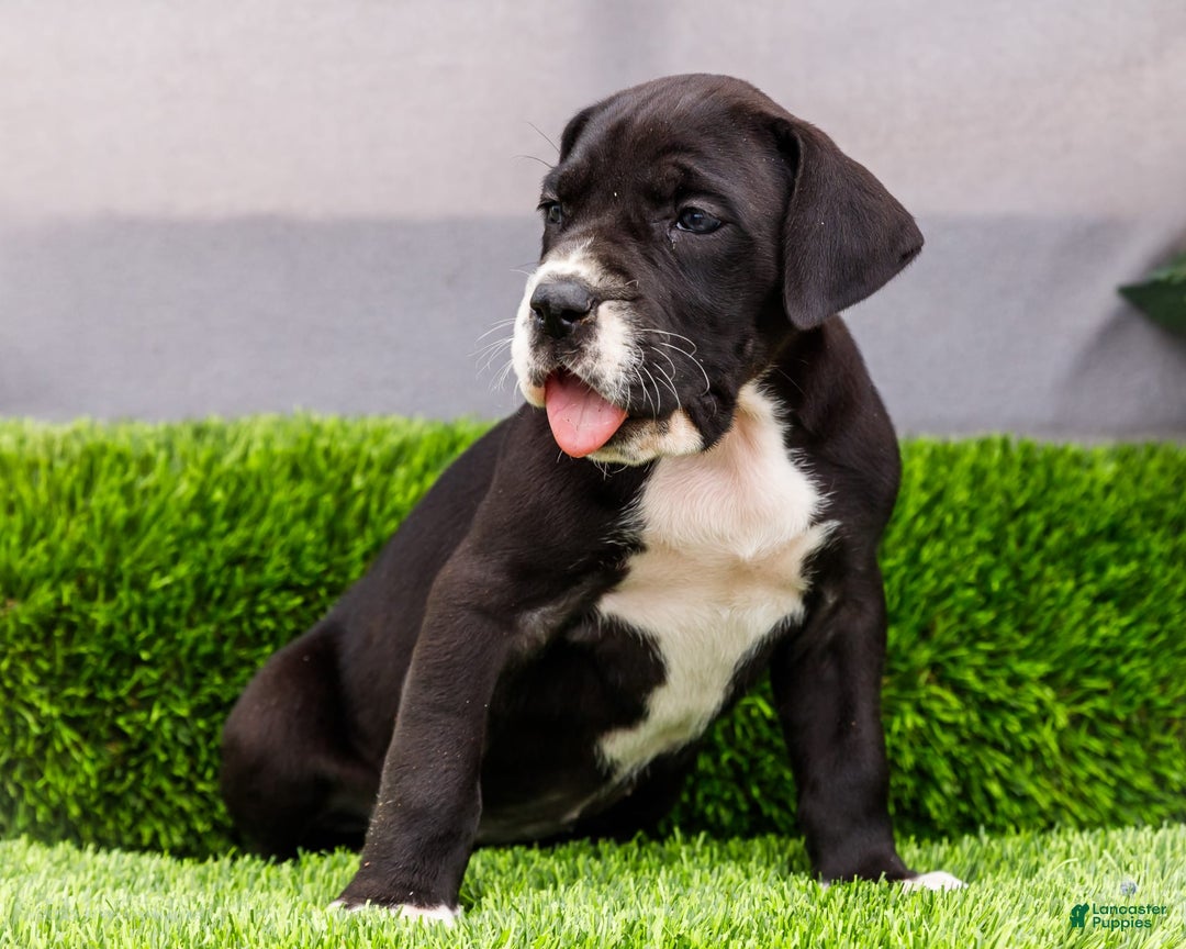 Great Dane dogs for sale: Kathy - Ad 3