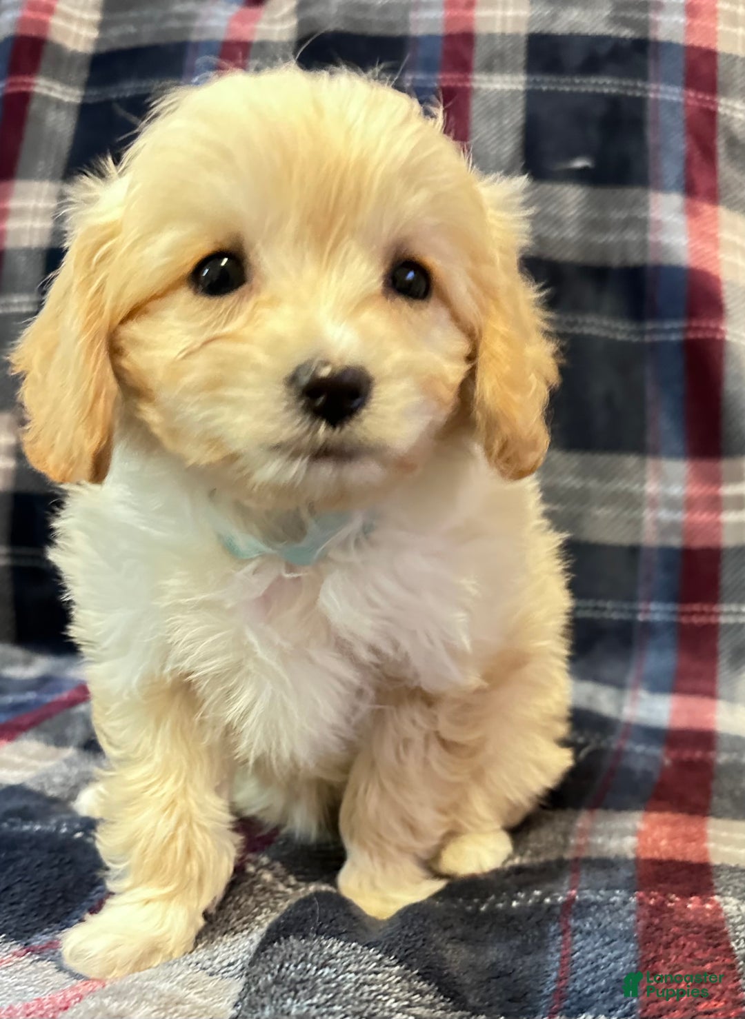 Cavachon dogs for sale: Maggie  - Ad 1