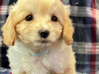 Cavachon dogs Maggie - Ad 36