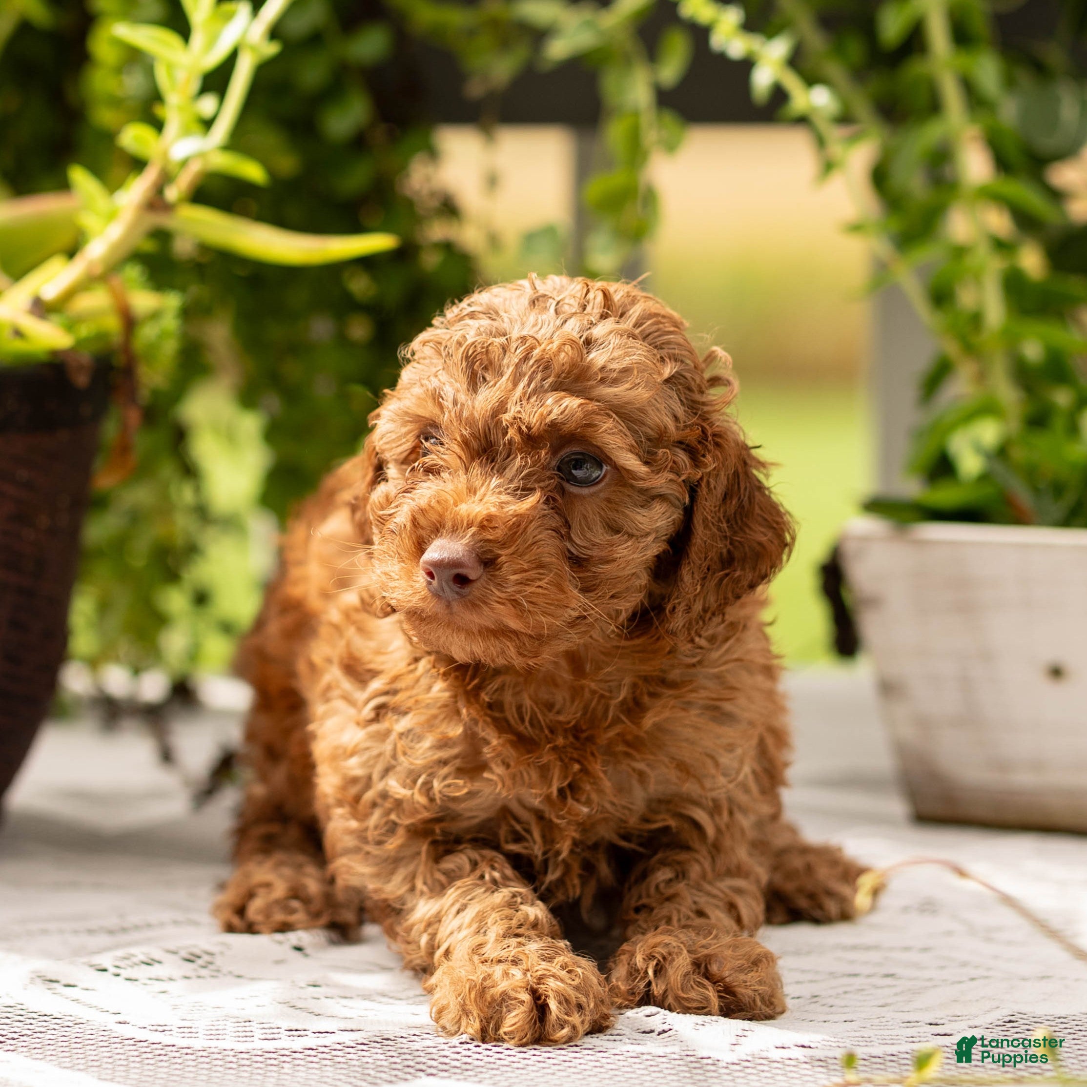 Toy Poodle dogs AKC Buster - Ad 2