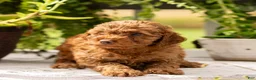 Toy Poodle dogs for sale: AKC Buster - Ad 2