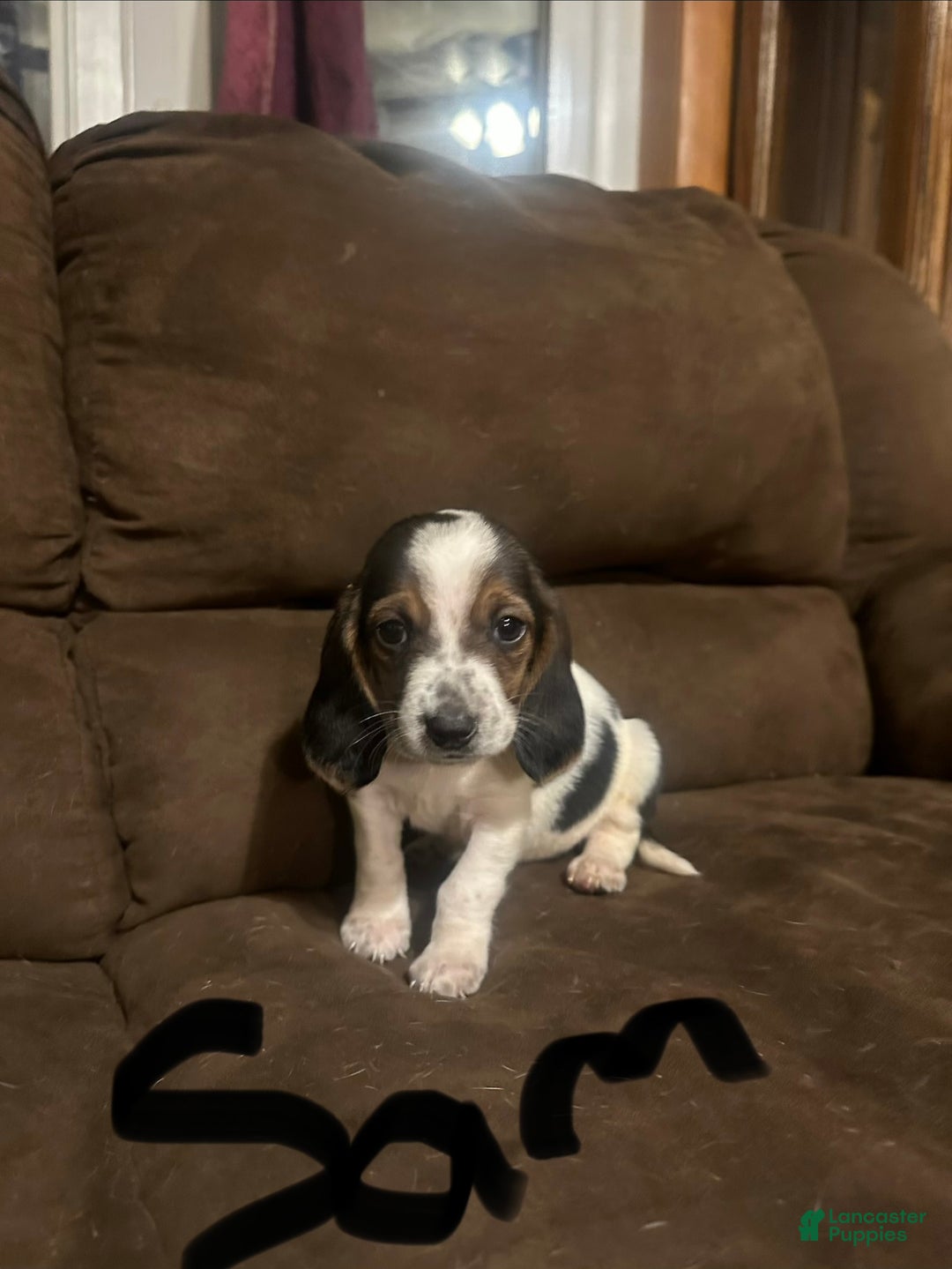 Basset Hound dogs for sale: Sam - Ad 3