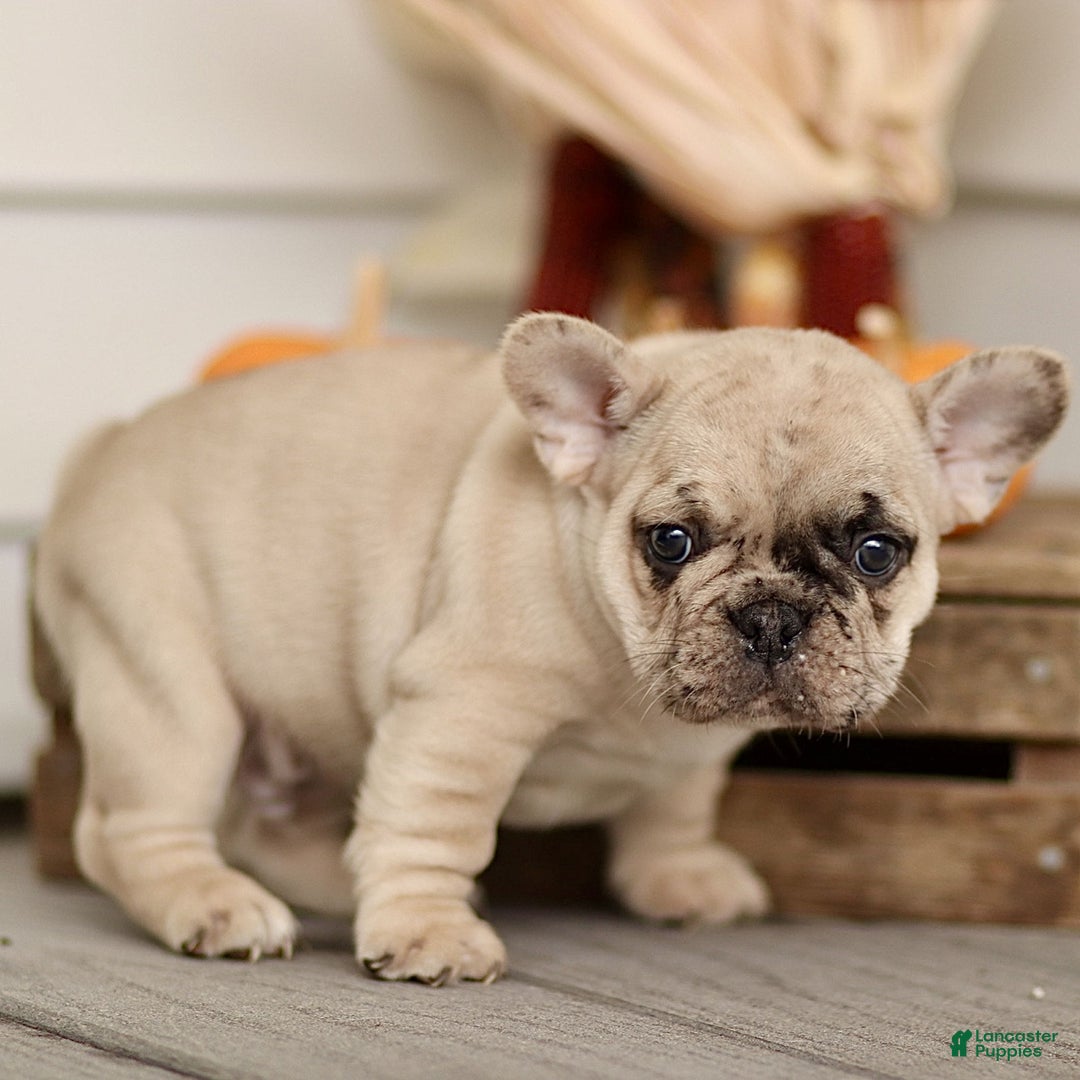 French Bulldog dogs for sale: Roscoe  - Ad 2