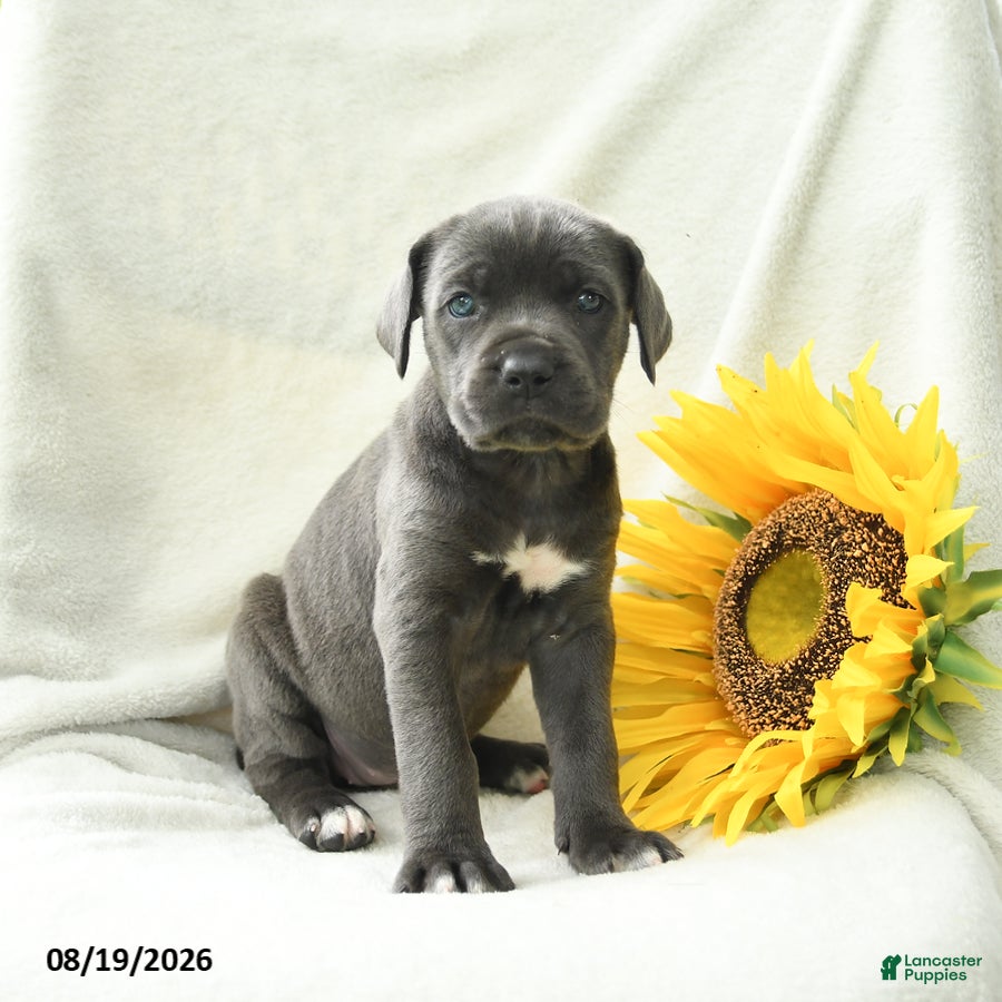 Cane Corso dogs Buttons - Ad 1