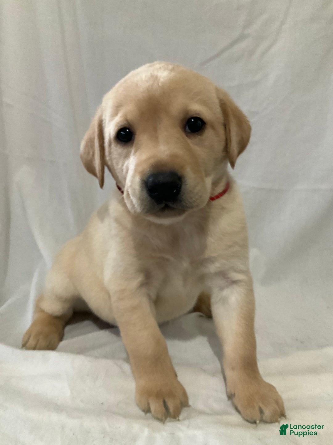 Labrador Retriever dogs for sale: Scarlett - Ad 1