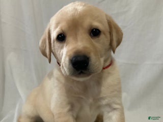 Labrador Retriever dogs Scarlett - Ad 15