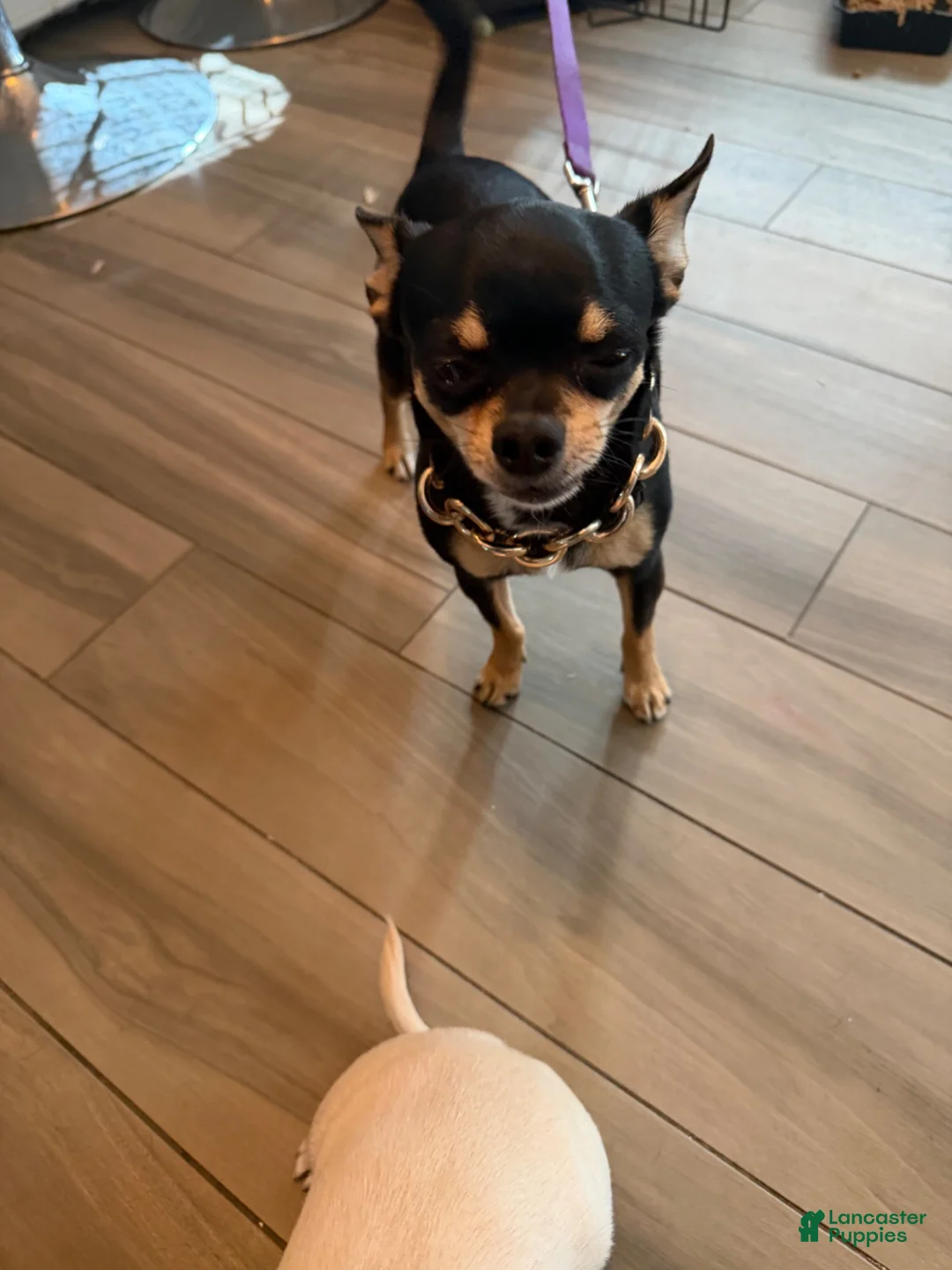 Chihuahua dogs for sale: Princess  - Ad 10