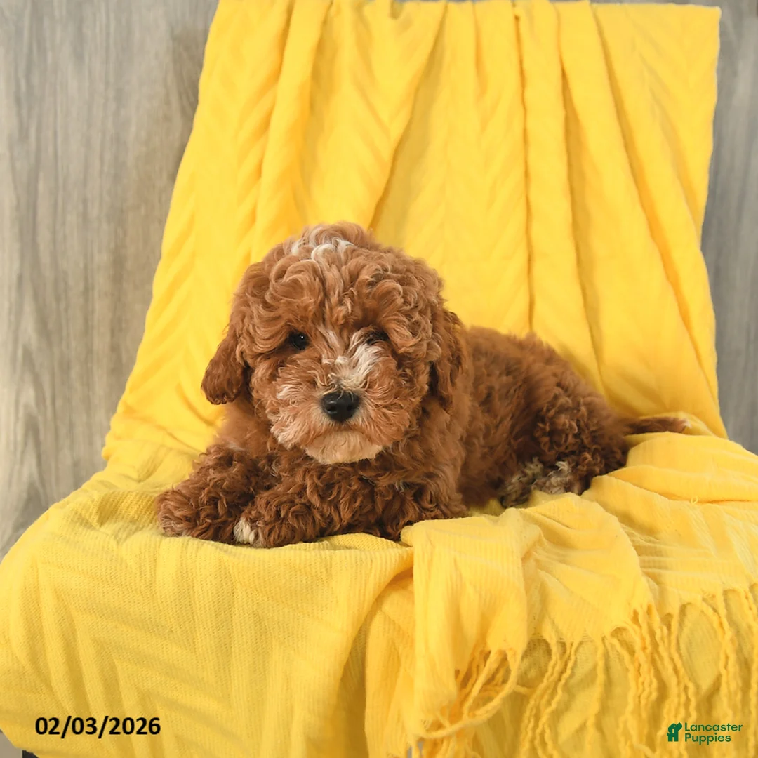 Miniature Poodle dogs for sale: Teddy - Ad 3