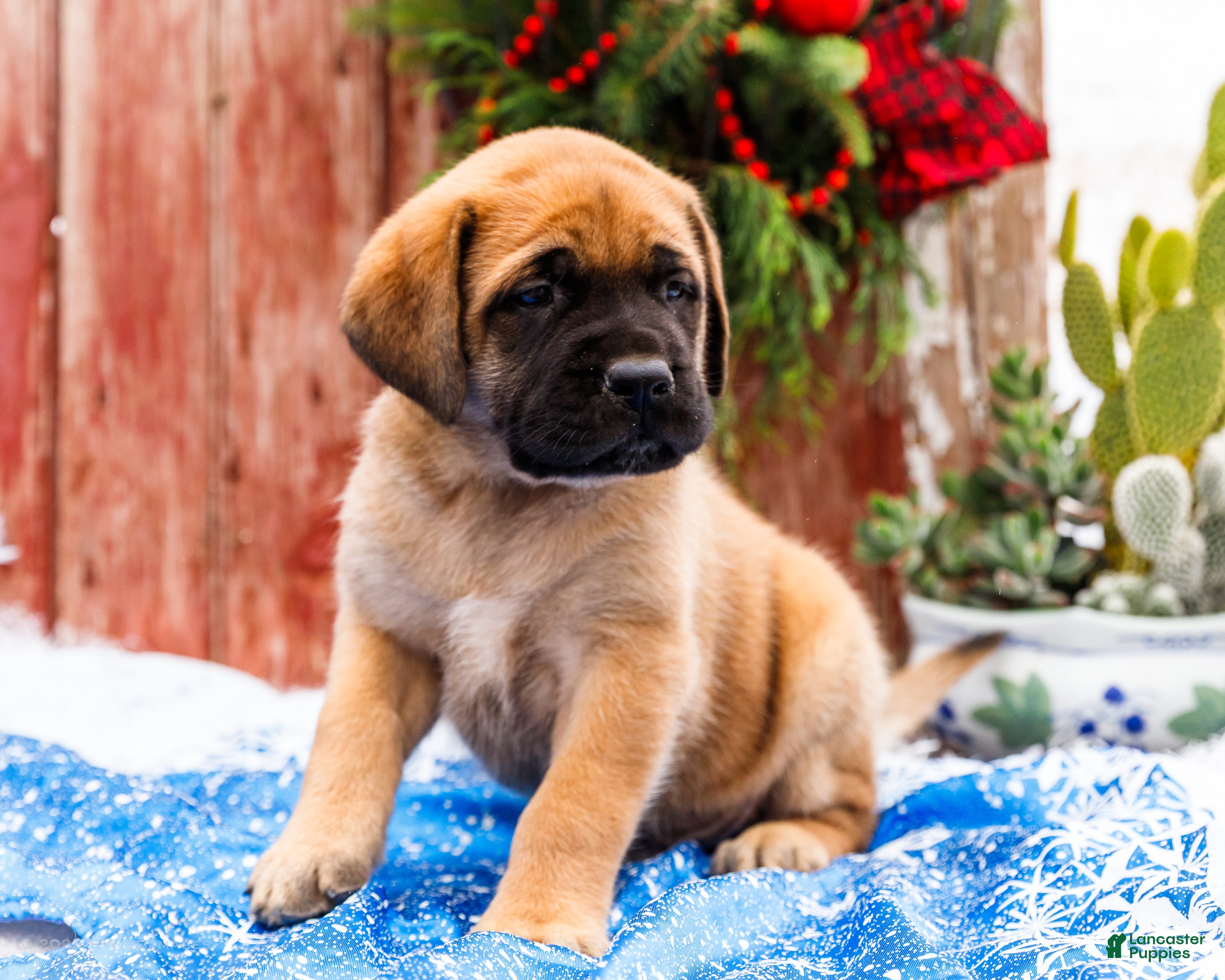 English Mastiff dogs Mr Putter - Ad 5