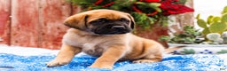 English Mastiff dogs for sale: Mr Putter - Ad 1