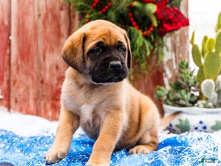English Mastiff dogs Mr Putter - Ad 4