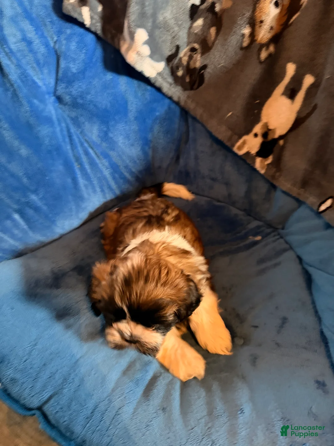Shih Tzu dogs for sale: Dallas - Ad 5
