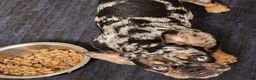 French Bulldog dogs for sale: dad - Ad 5