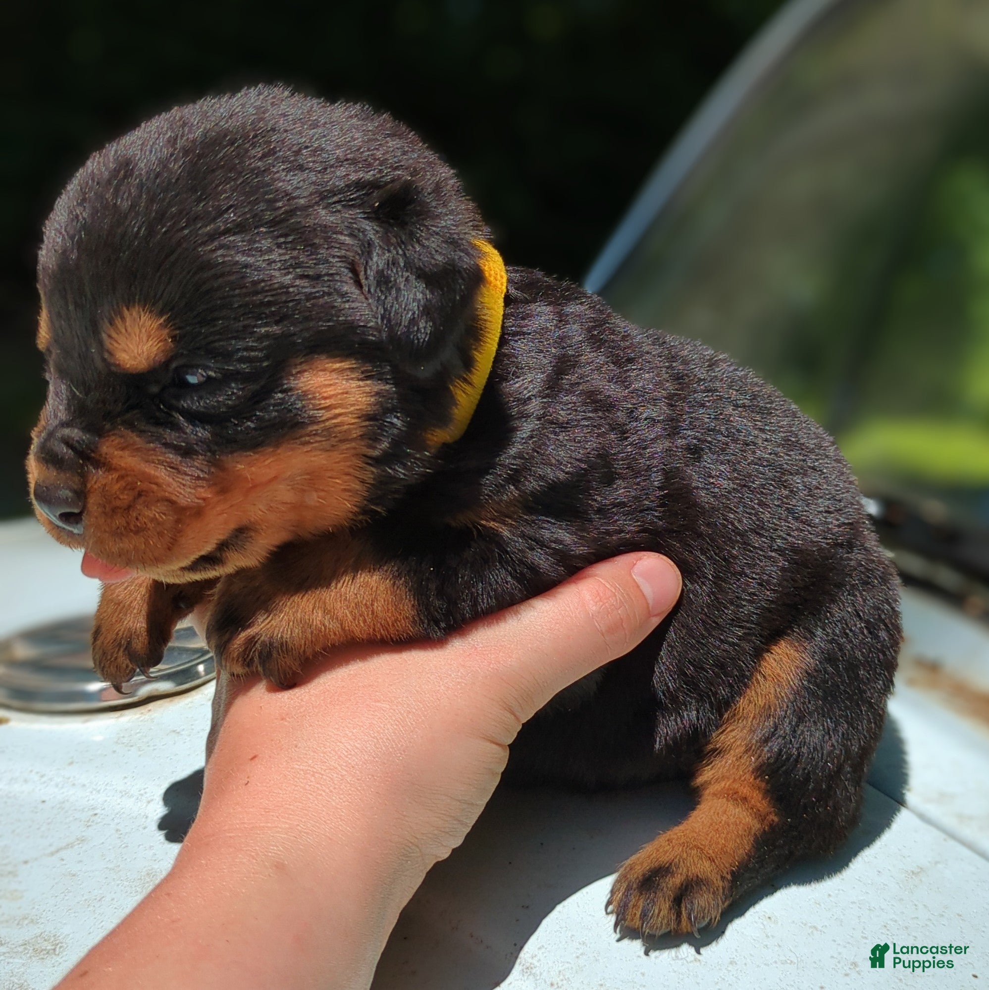 Rottweiler dogs Jag - Ad 2