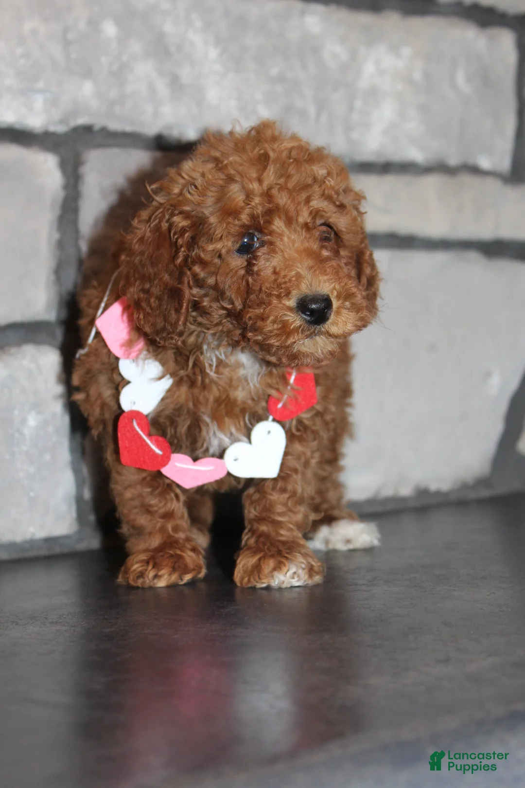Miniature Poodle dogs for sale: AKC Piper - Ad 4