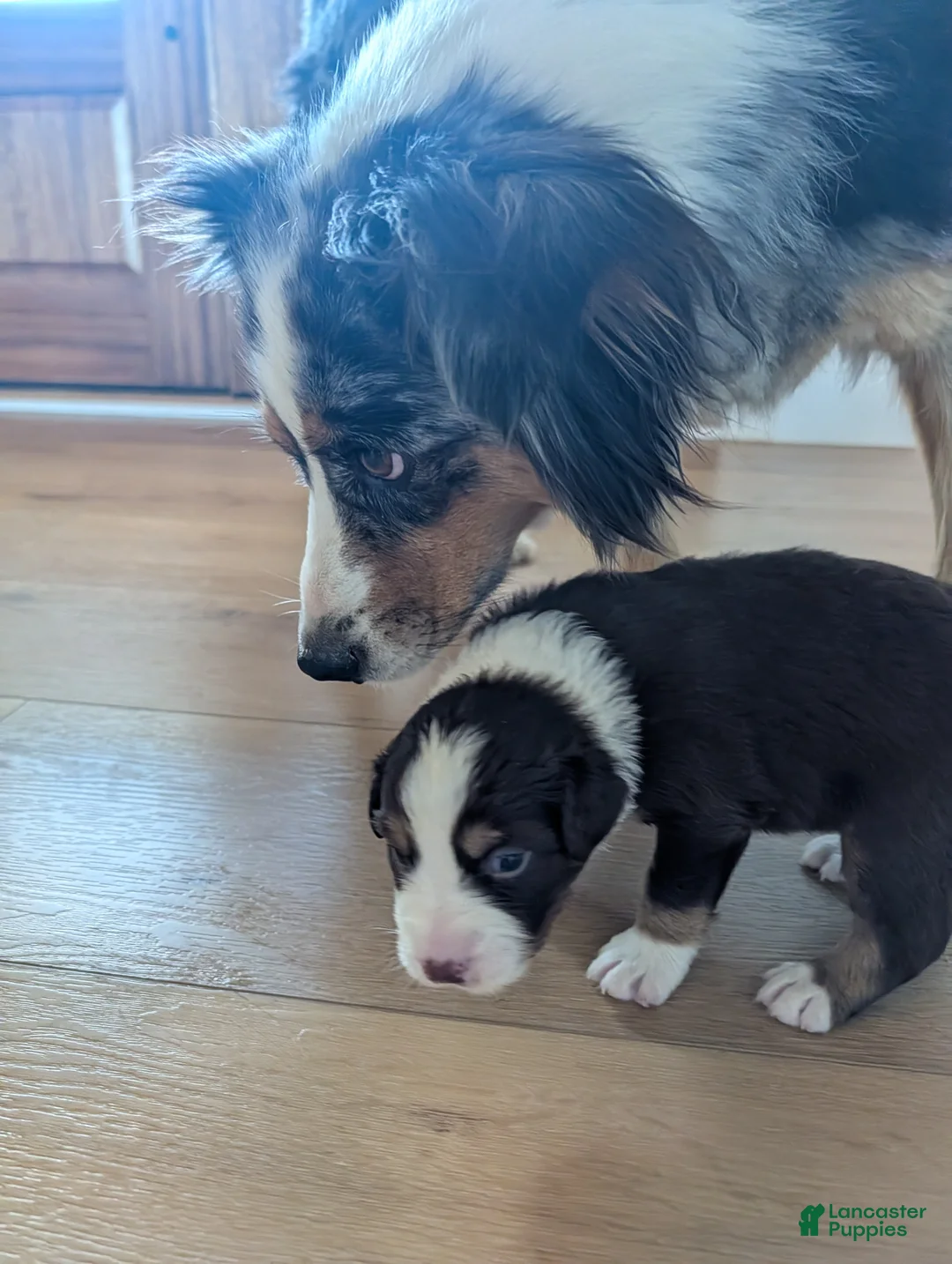 Australian Shepherd dogs for sale: Olive: Male Black Tri Standard Australian Shepherd  - Ad 2