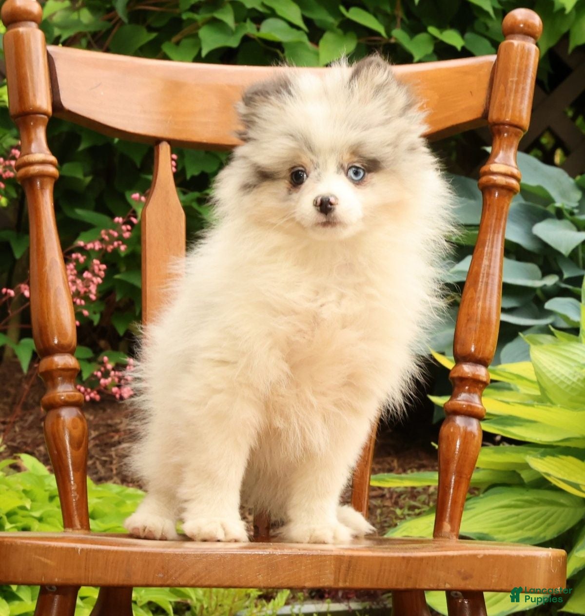 Pomeranian dogs Cooper - Ad 1