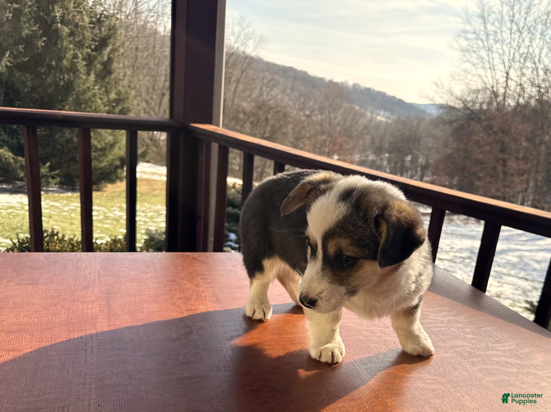 Welsh Corgi Pembroke dogs for sale: Welsh Corgi Pembroke Puppy 1 - Ad 5