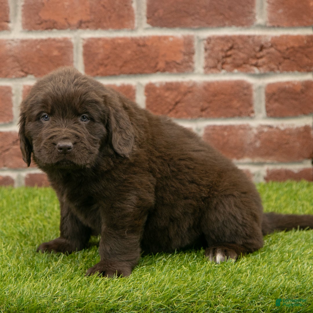 Newfoundland dogs for sale: Hudson - Ad 1
