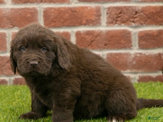 Newfoundland dogs Hudson - Ad 33