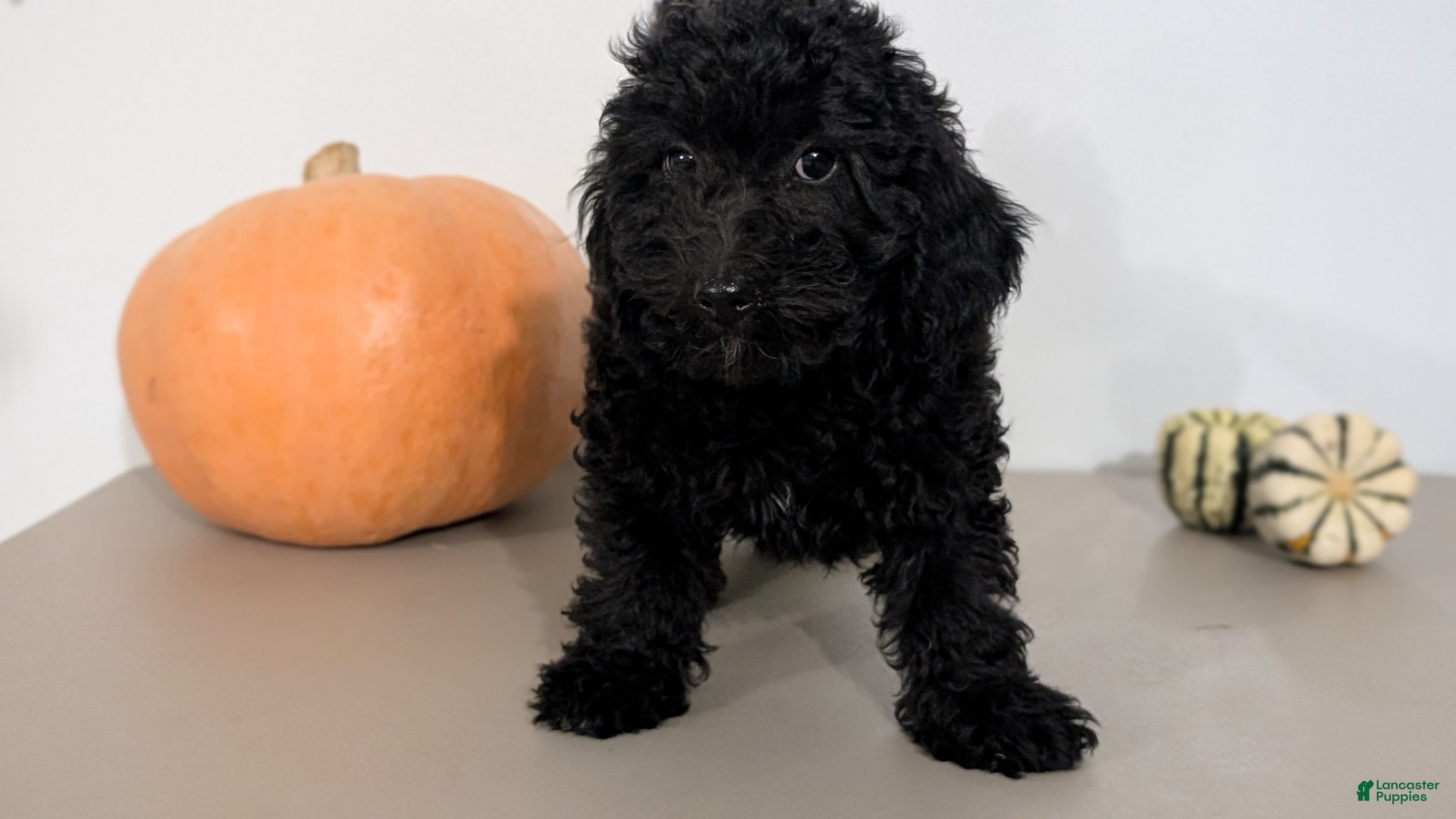 Havapoo dogs Mason - Ad 2