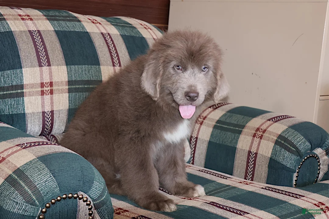 Newfoundland dogs for sale: Mistral - Ad 2