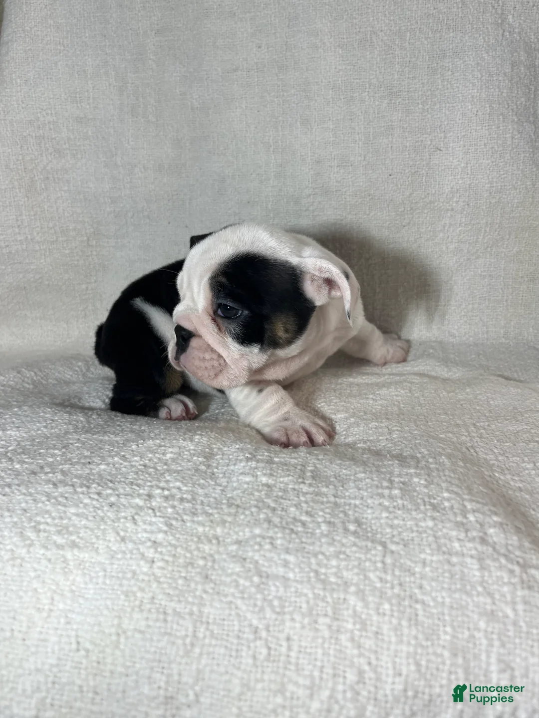 English Bulldog dogs for sale: Zoey - Ad 3