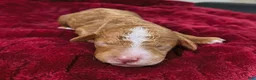 Mini Goldendoodle dogs for sale: Biscuit  - Ad 2