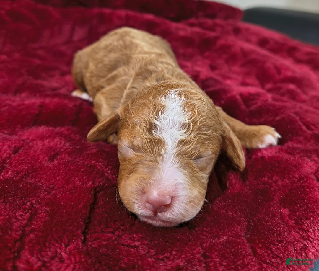 Mini Goldendoodle dogs for sale: Biscuit  - Ad 2