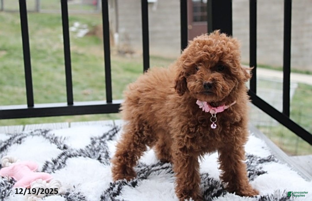 Toy Poodle dogs for sale: Paige - Ad 9