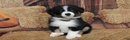 Australian Shepherd dogs for sale: Shiloh  - Ad 3