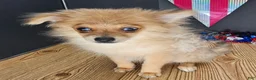 Pomeranian dogs for sale: Pepper's Long Shot - "Archer" - Ad 36