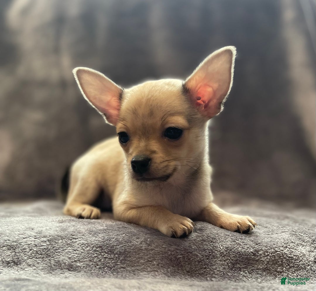 Pomchi dogs for sale: Sprite - Ad 3