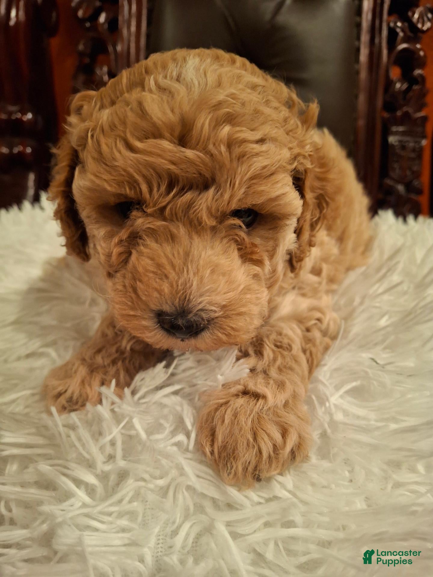 Miniature Poodle dogs Odin - Ad 11