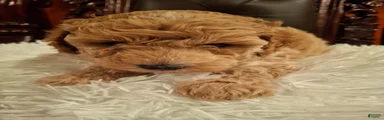 Odin