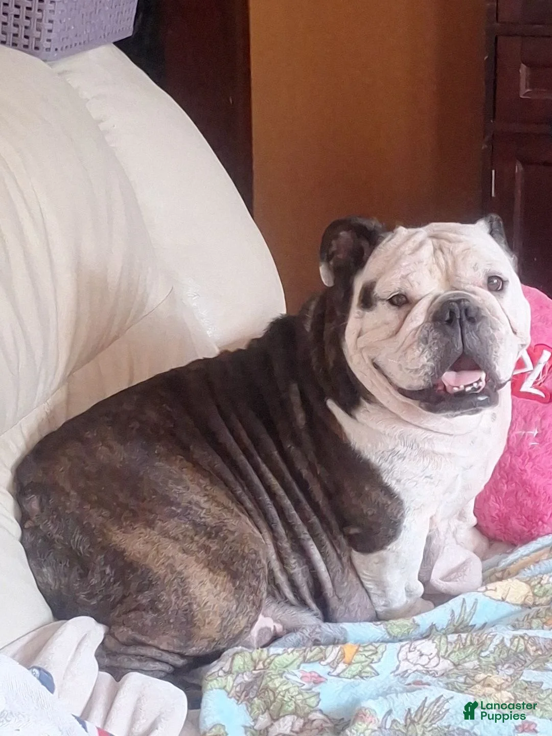 English Bulldog dogs for sale: FLINT  - Ad 2